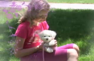 Muffin Puppy video, Bichon Frise Puppy, Merry Dawn Kennel Puppy, A spirit of Play pet video Schaumburg and Chicago